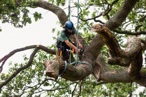 Trusted Beaumont, CA Tree Services Experts